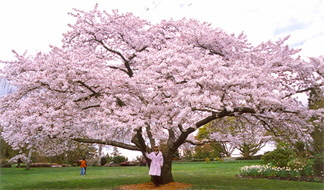 Linda & Tree